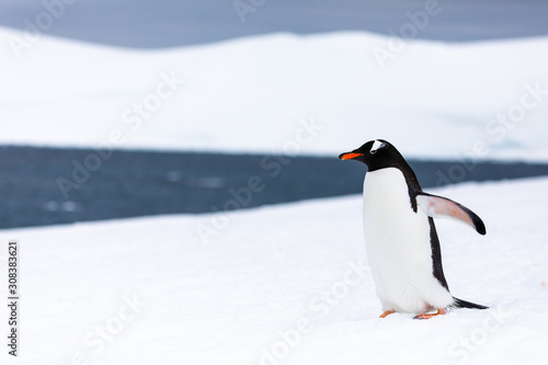 Gentoo penguin in the ice and snow of Antarctica