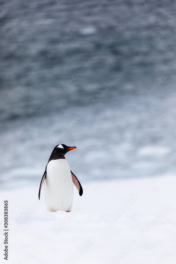 Obraz premium Gentoo penguin in the ice and snow of Antarctica