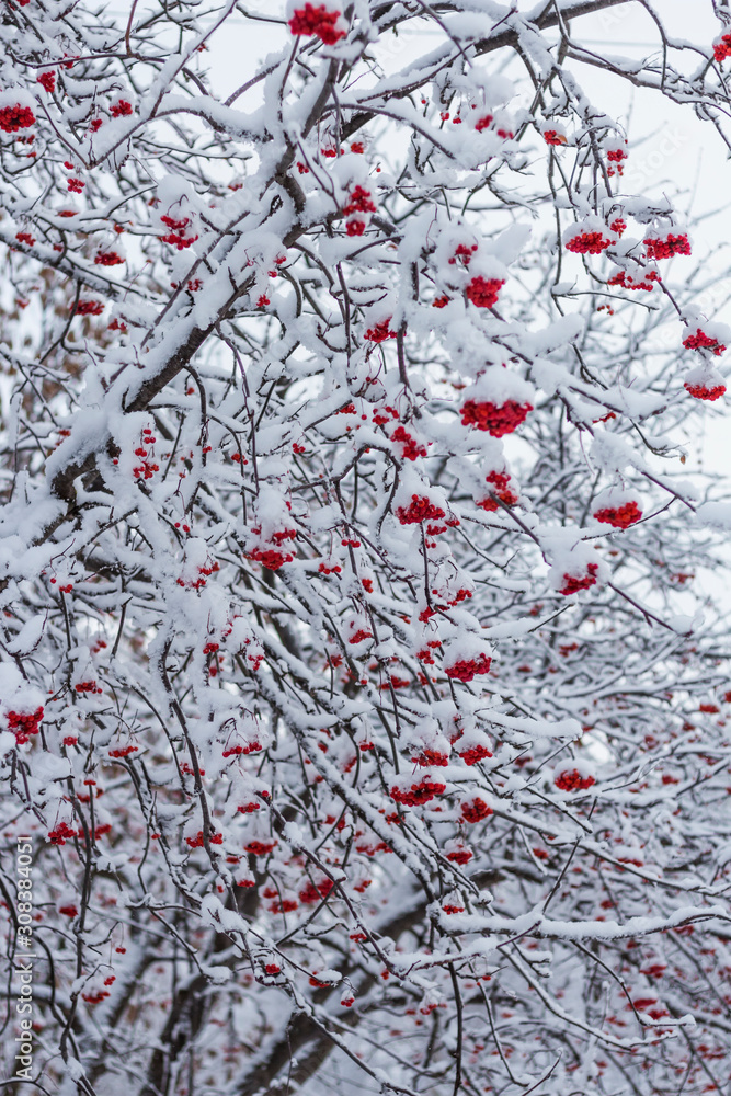 tree with red berries Rowan in the snow tree with red berries Rowan in the snow
