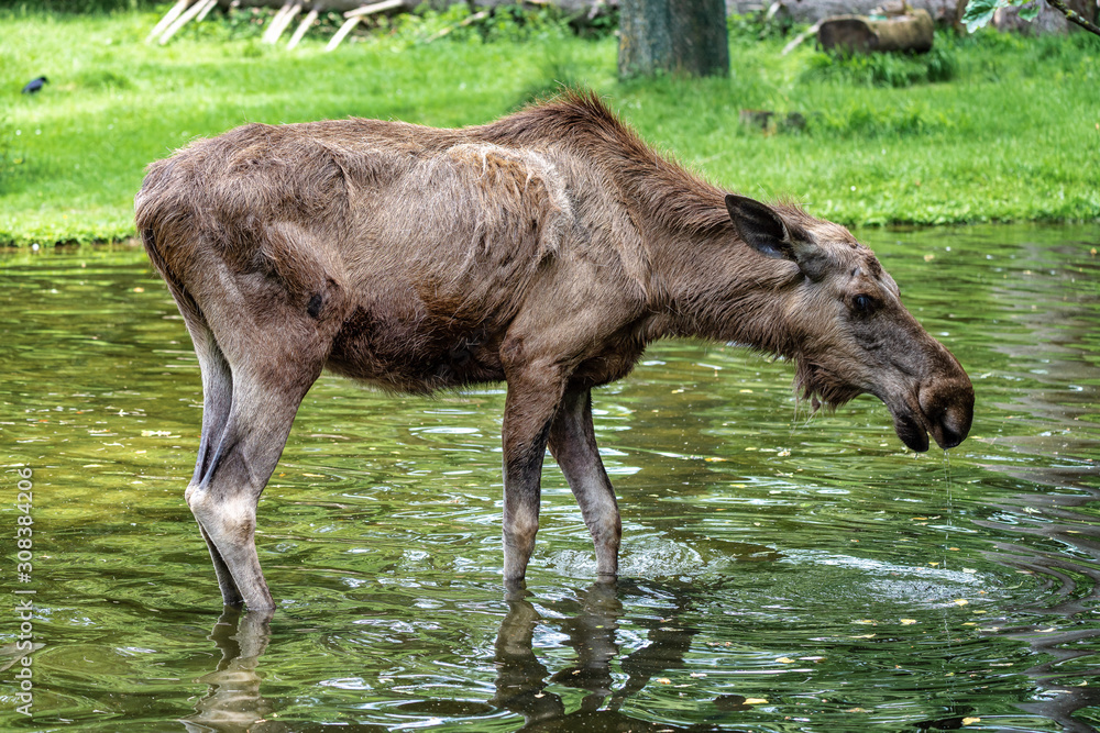 European Moose, Alces alces, also known as the elk European Moose, Alces alces, also known as the elk