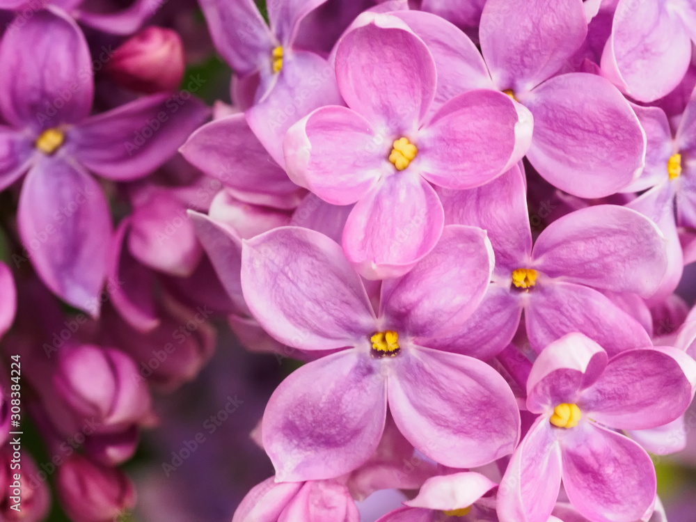 Branches of decorative lilac. Macro photo with soft focus Branches of decorative lilac. Macro photo with soft focus