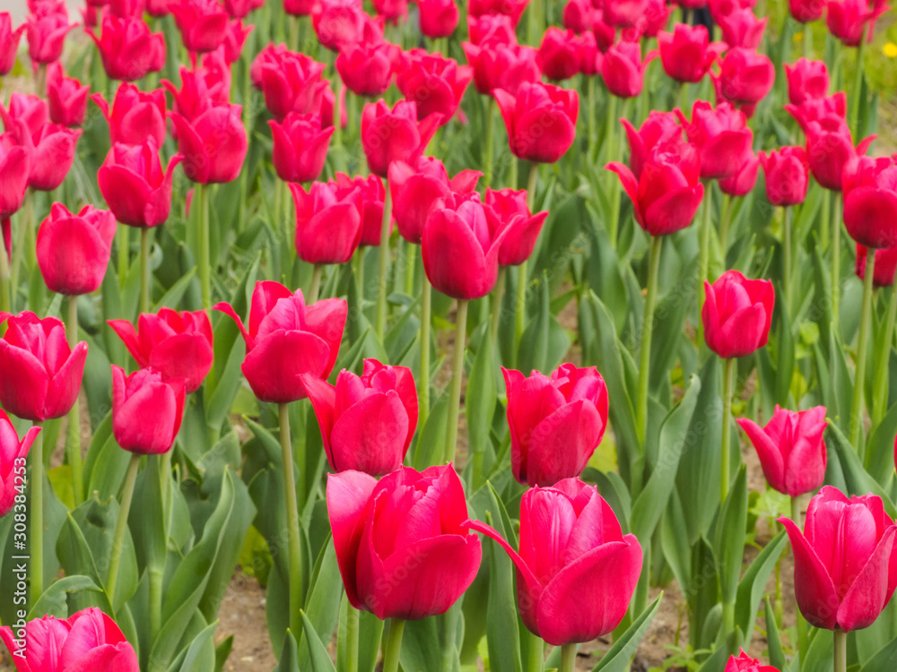 Pink tulips on a background of green leaves with soft focus. Valentines day and women day concept Pink tulips on a background of green leaves with soft focus. Valentines day and women day concept