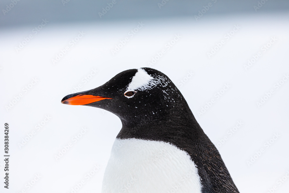 Obraz premium Gentoo penguin in the snow and ice of Antarctica