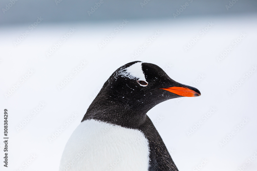 Obraz premium Gentoo penguin in the snow and ice of Antarctica