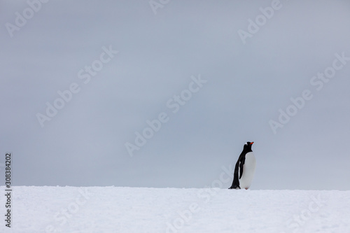 Gentoo penguin in the snow and ice of Antarctica