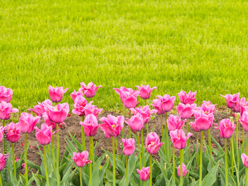 Pink tulips on a background of green grass. Valentines day and women day concept