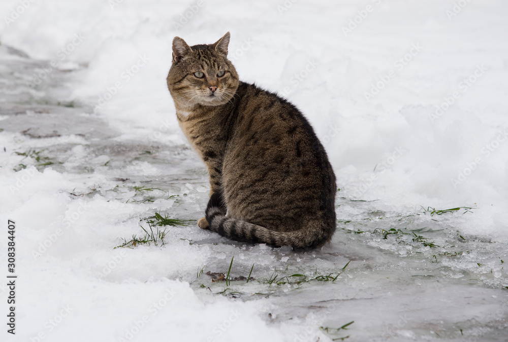 Grey cat outdoors, winter time