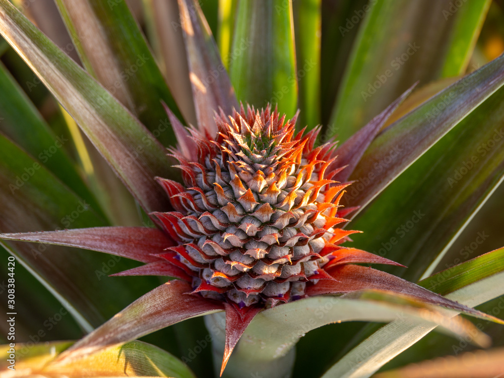 Pineapple baby flowering purple flower green leaves in the garden tropical fruit Pineapple baby flowering purple flower green leaves in the garden tropical fruit