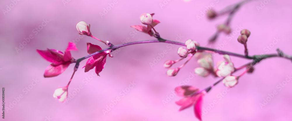 beautiful spring sprig of cherry blossoms in pink beautiful spring sprig of cherry blossoms in pink