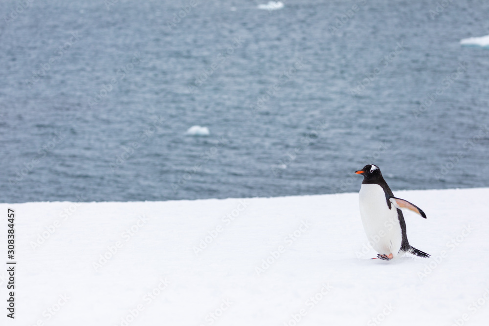 Obraz premium Gentoo penguin in the snow and ice of Antarctica