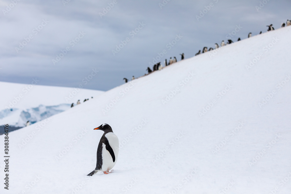 Fototapeta premium Gentoo penguin in front of a group of penguins on a slope in the snow and ice of Antarctica