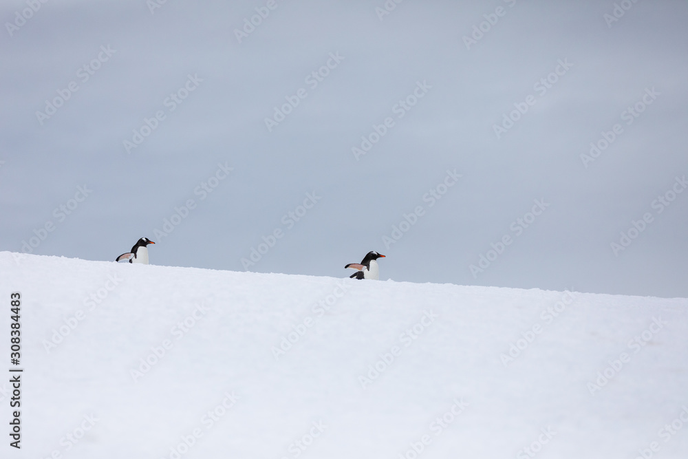 Two gentoo penguins in the snow and ice of Antarctica