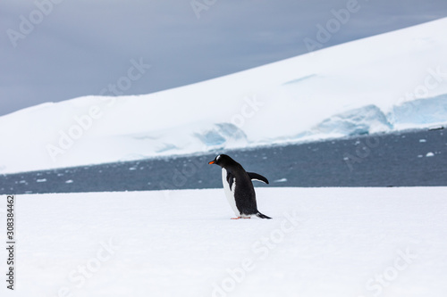 Gentoo penguin in the snow and ice of Antarctica