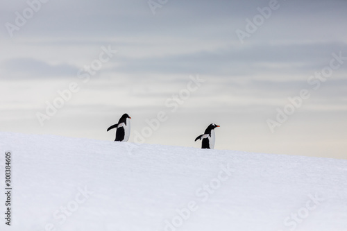 Two gentoo penguins in the snow and ice of Antarctica