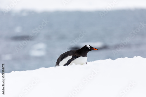 Gentoo penguin in the snow and ice of Antarctica