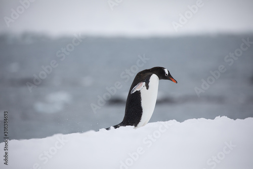 Gentoo penguin in the snow and ice of Antarctica