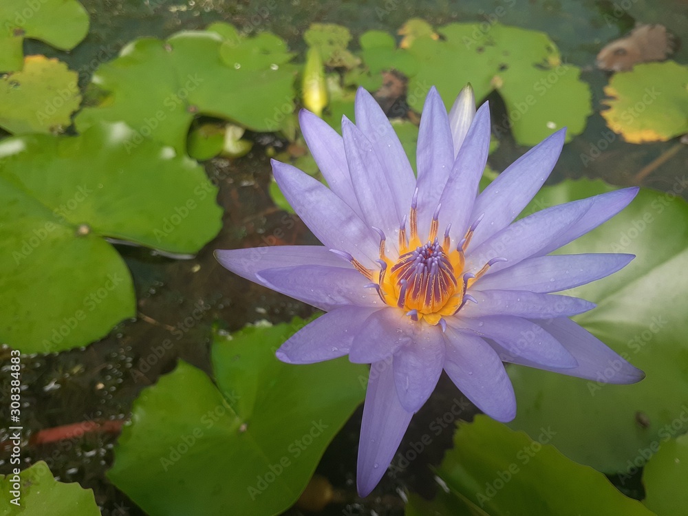 water lily in pond