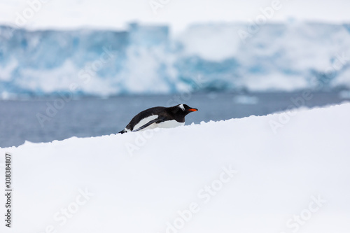 Gentoo penguin in the snow and ice of Antarctica