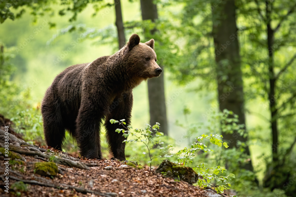 Fototapeta premium An attentive brown bear, ursus arctos, standing in the middle of green woods in sprintime. A solitary animal creature with fluffy coat paying attention on the foliage ground cover.