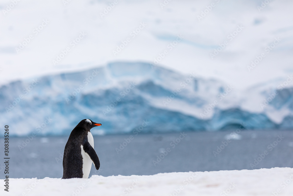 Naklejka premium Gentoo penguin in the snow and ice of Antarctica