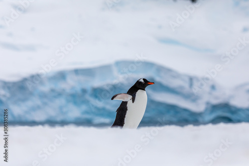 Gentoo penguin in the snow and ice Antarctica