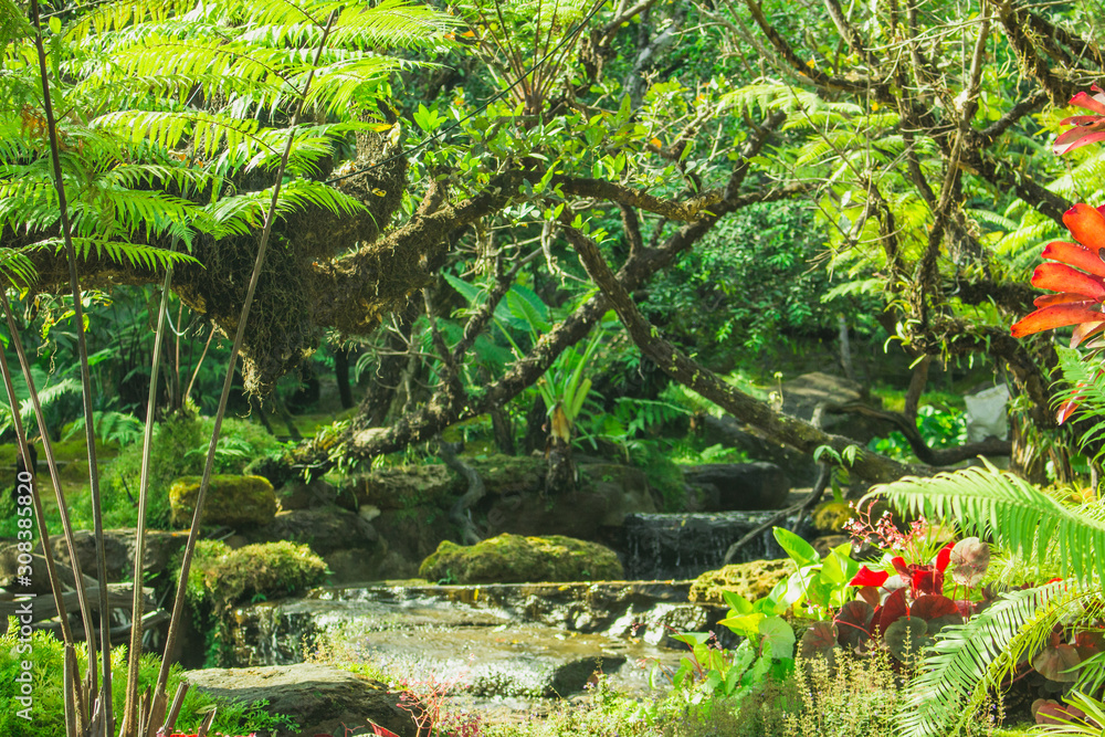 Obraz premium the leaf in nature background, the plant leaf in nature