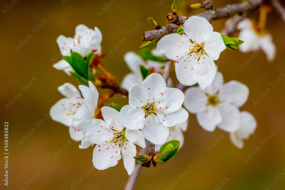 White flowers cherry on a brown background. Spring background with flowers_ White flowers cherry on a brown background. Spring background with flowers_