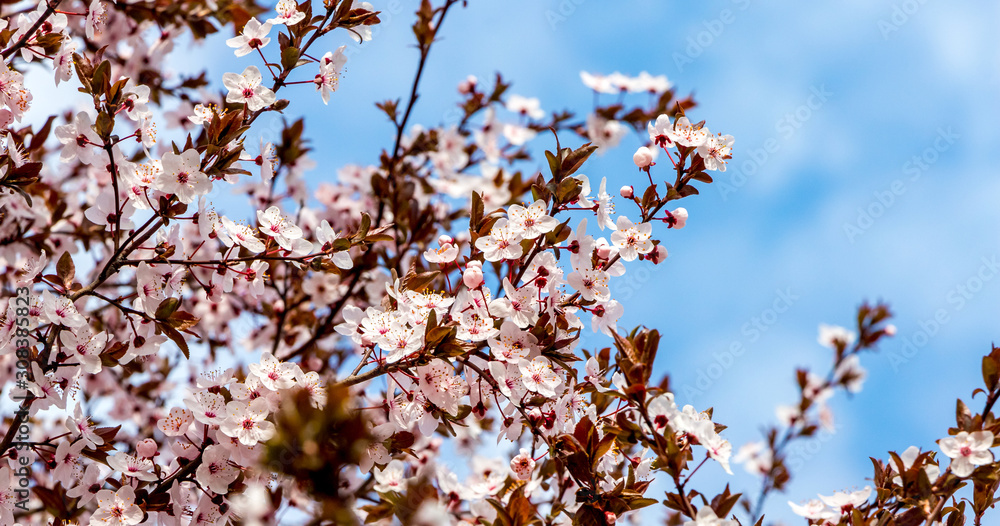 Pink apricot flowers on light blue sky background. Spring background_