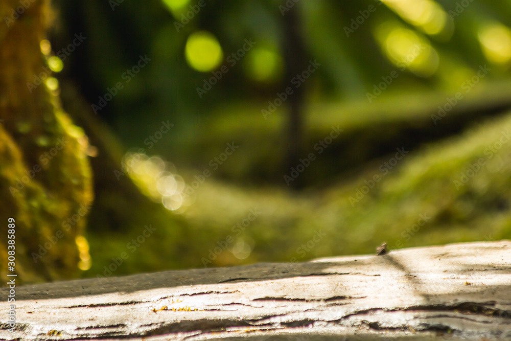 the leaf in nature background, the plant leaf in nature the leaf in nature background, the plant leaf in nature
