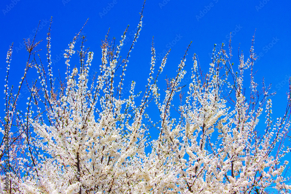 Cherry branches with abundant white color on a background of blue sky_ Cherry branches with abundant white color on a background of blue sky_
