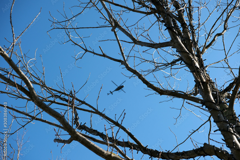 High in the sky above the trees High in the sky above the trees