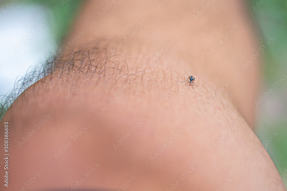 Fototapeta premium The mosquito is sucking blood on the leg deliciously.