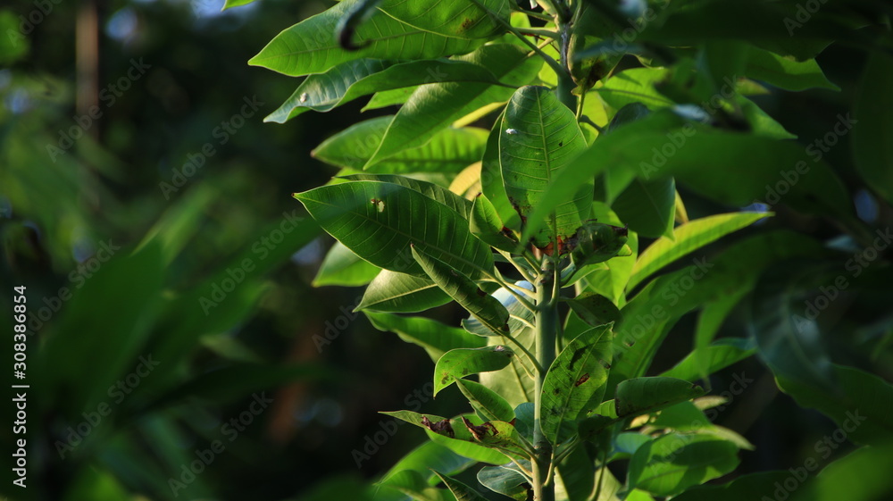 Mango leaf tree above the tree, photographed with selective focus and background bokeh Mango leaf tree above the tree, photographed with selective focus and background bokeh