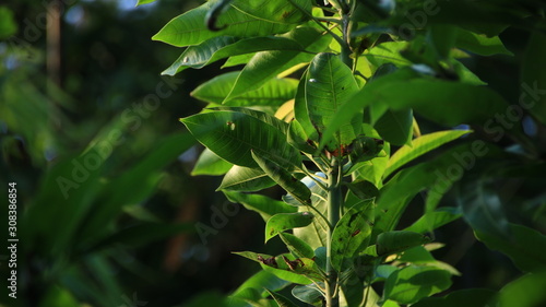 Mango leaf tree above the tree  photographed with selective focus and background bokeh