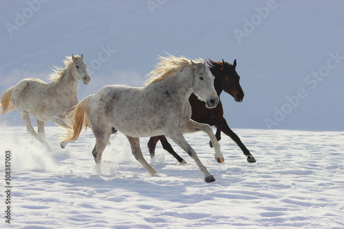 horses in snow, 