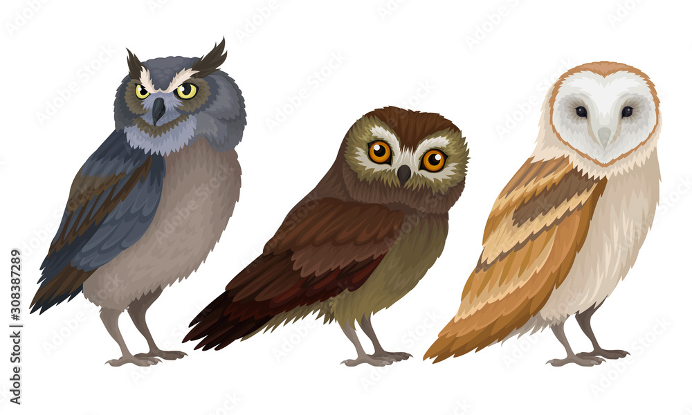 Different Species of Owls Collection, Wild Predatory Birds Vector ...