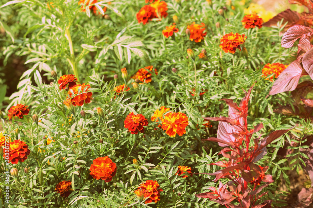 Bright marigold flowers in a summer garden. Retro style toned Bright marigold flowers in a summer garden. Retro style toned