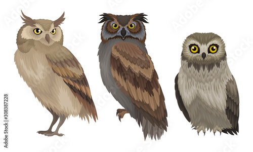 Different Species of Owls Collection, Wild Forest Predatory Birds Vector Illustration