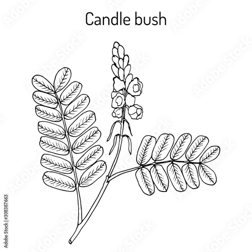 Candle bush Cassia, or senna alata , ornamental and medicinal plant