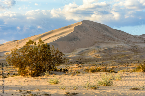 Golden light on Kelso Sand Dunes at sunset in the Mojave Desert, Mojave National Preserve, California, USA photo