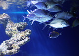 School of  beautiful silver fish in clear aquarium