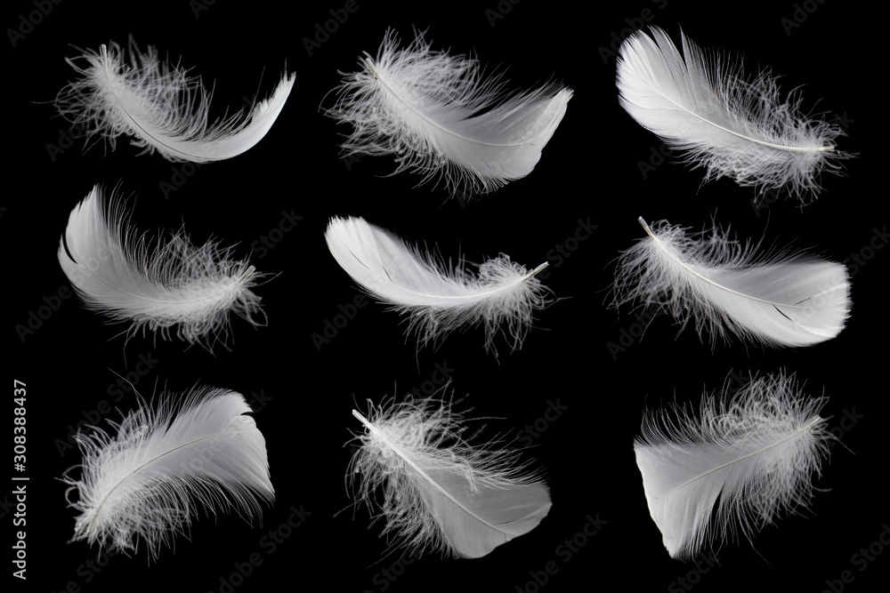 Set of white feathers isolated on black backgrond Set of white feathers isolated on black backgrond