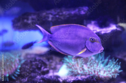 Beautiful surgeon fish swimming in aquarium water