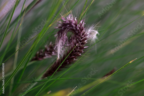 Macro:  Hairy Grass Spike