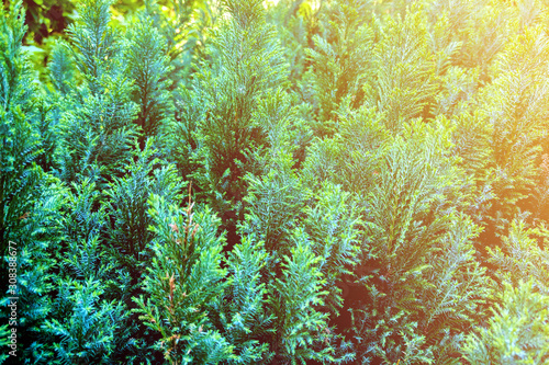 Green leaves pattern of Creeping juniper or Juniperus horizontalis Moench,leaf blur textured,nature background.