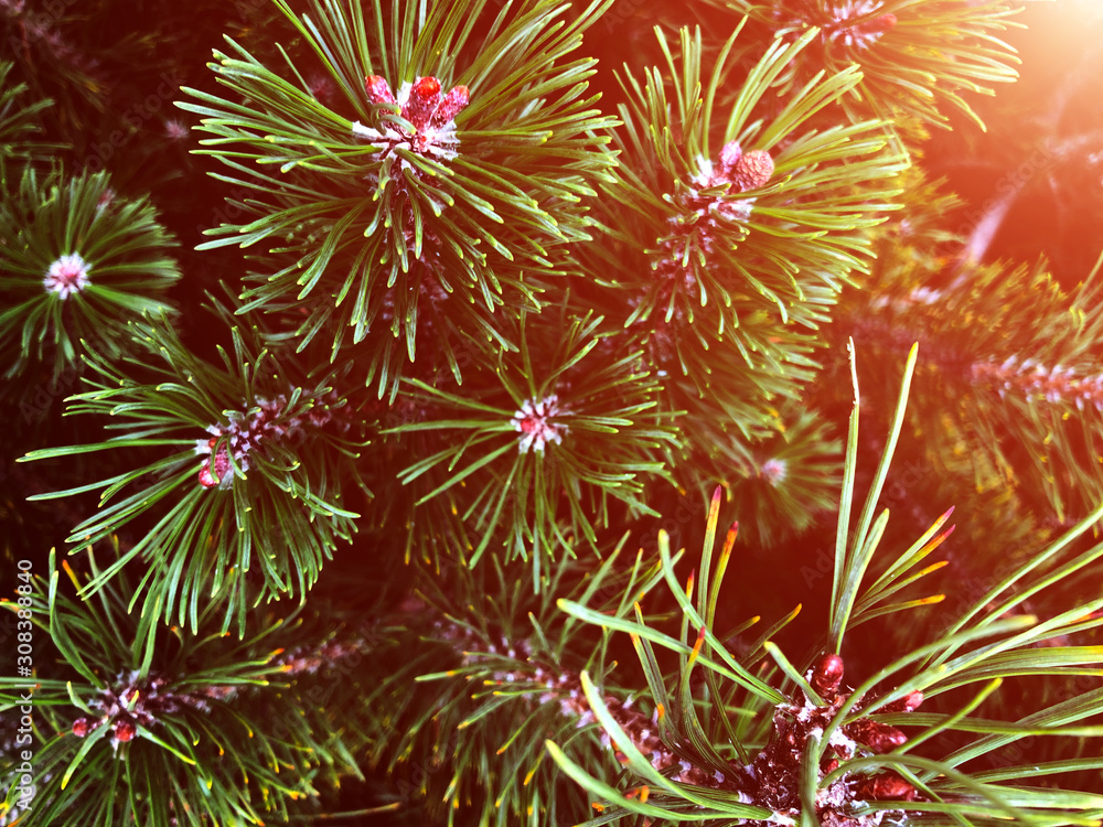 Fototapeta premium Fir tree. Background for christmas design.