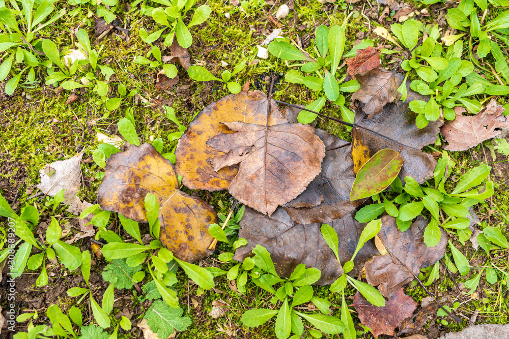 Foglie_d'Autunno Foglie_d'Autunno