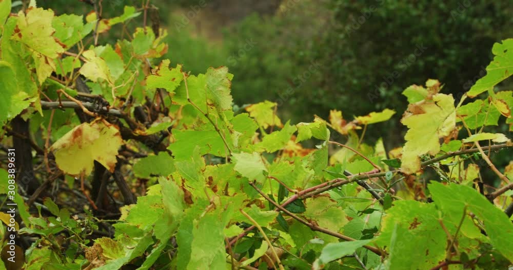 Panning Shot of wet grapevines on cloudy day. Panning Shot of wet grapevines on cloudy day.