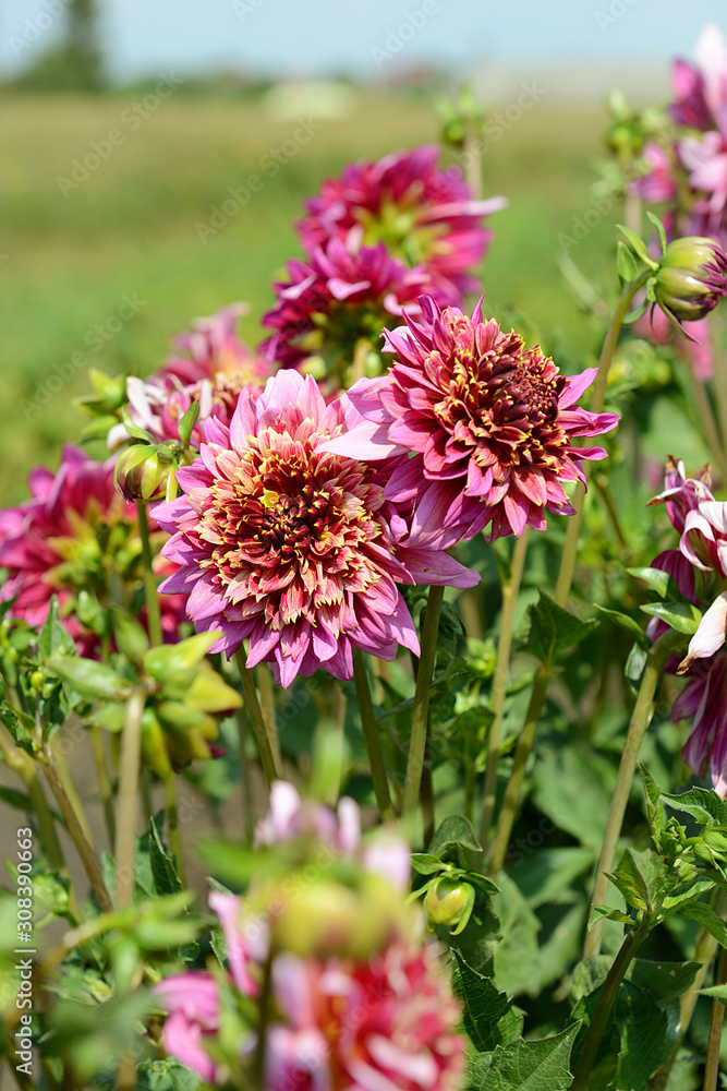 Pink Dahlia flowers on a summer day under the sun in the garden. Garden flowers. Pink Dahlia flowers on a summer day under the sun in the garden. Garden flowers.