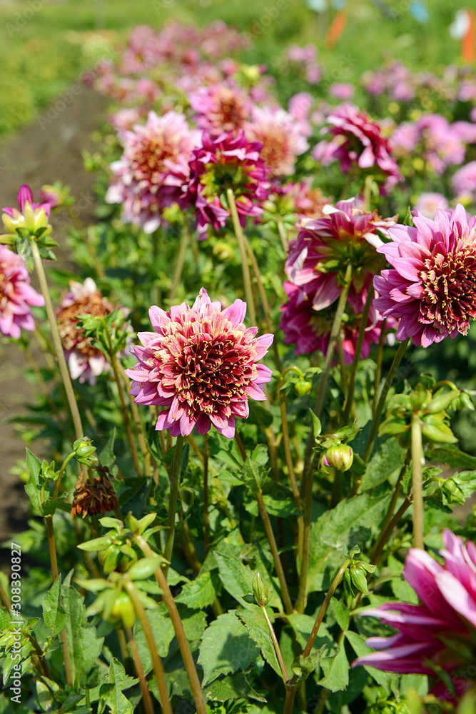 Obraz premium Pink Dahlia flowers on a summer day under the sun in the garden. Garden flowers.